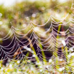 cobwebs cleaning service in Melbourne