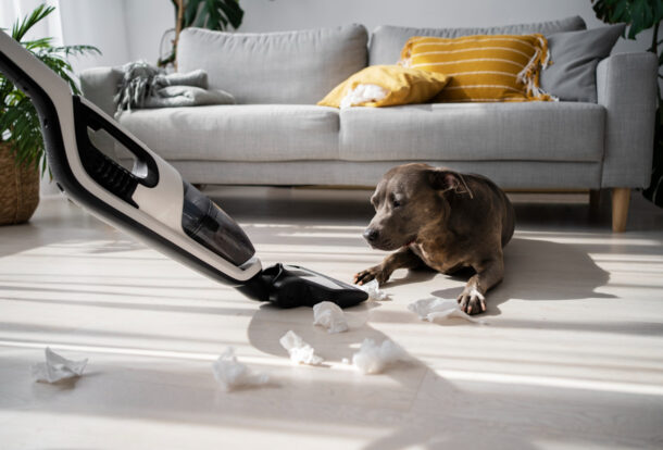 Pet-friendly options for end of lease cleaning