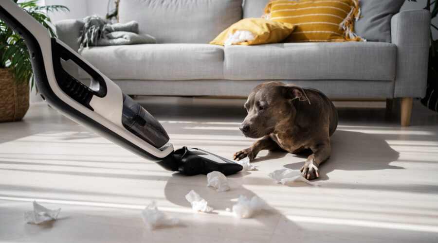 Pet-friendly options for end of lease cleaning